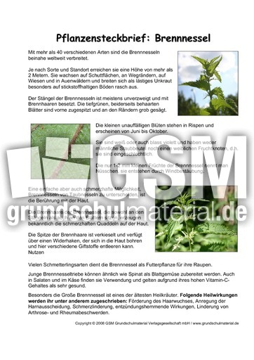 Pflanzensteckbrief-Brennnessel.pdf